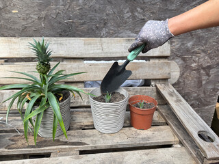 Fresh pineapple growing in garden soil outdoor.