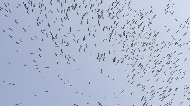 A flock of Demoiselle Cranes circling the sky in group with its call over Nalsarovar Lake in Gujarat