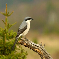Obraz premium Gray bird perched on a branch in a natural setting
