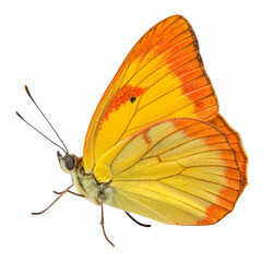 Obraz premium PNG of Orange-Tipped Butterfly – Ideal for Spring and Summer Themes