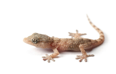 Small Gecko on a White Background