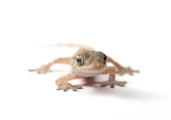 Gecko en face on White Background