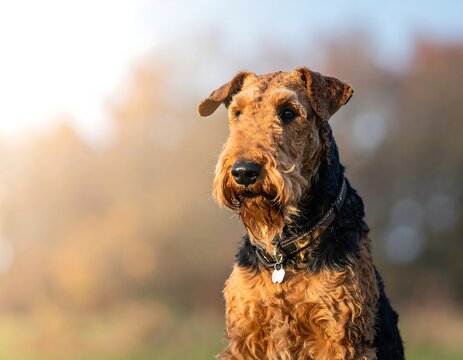 A dog, likely an airedale terrier, seated outdoors
