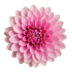 Fototapeta premium Pink dahlia isolated on transparent background