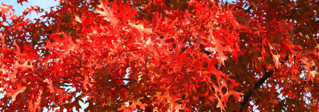 Red oak, autumn tree with red, burgundy, orange, leaves, autumn landscape. Red oak in leaf fall. October, November, wallpaper