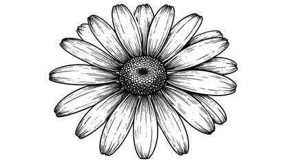 Botanical black and white daisy floral design