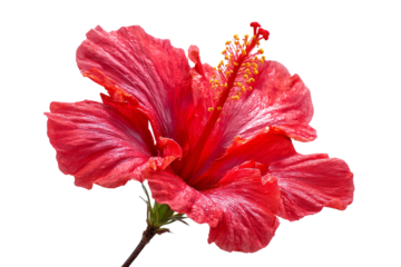 Vibrant red hibiscus flower with yellow stamen and green stem isolated on a transparent background bloom