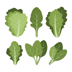 Six different types of green leafy vegetables arranged on a white background.