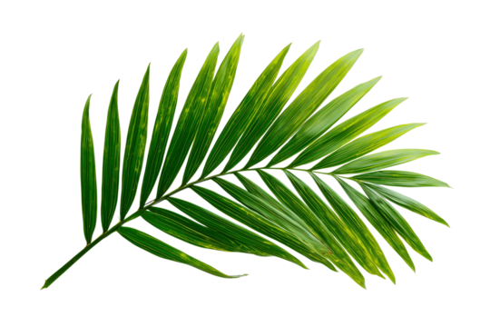 Vibrant green palm frond with yellow streak isolated on a transparent background