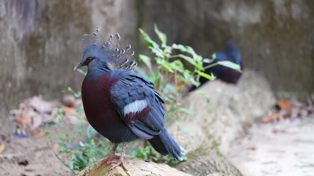 Victoria crowned pigeon,Victoria goura bird it is a beautiful head