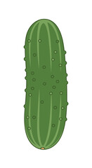 A green pickle with a textured surface on a white background.