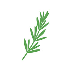 Fototapeta premium Green herb sprig with thin leaves on white background.