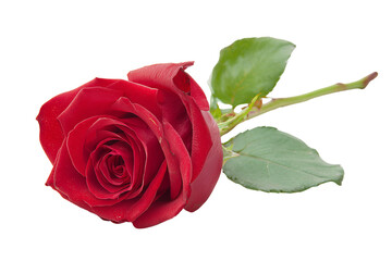 Naklejka premium Single Red Rose with Green Leaves and Stem isolated on a transparent background flower