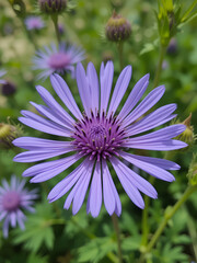 Obraz premium 1 purplish blue flower of Centaurea cyanus in June