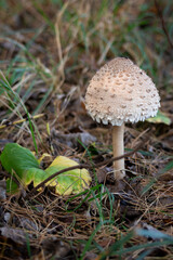 Close-up of Parasol Mushroom in Autumn Polish Forest