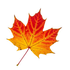 Obraz premium A vibrant maple leaf displaying autumn colors of red, orange, and yellow, isolated on transparent background the leaf is detailed with visible veins and water droplets, showcasing the beauty of fall
