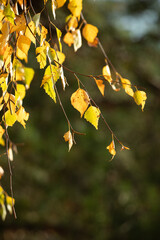 Close-Up of Yellow Autumn Leaves on Birch Tree Branch