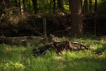 Squirrel posing in the park woods