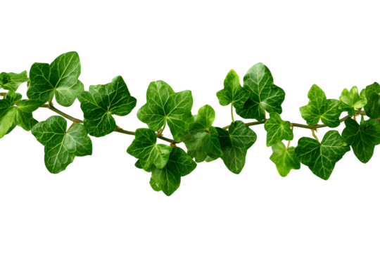 Green ivy vine with detailed leaves on a transparent background