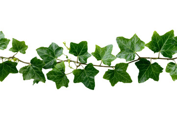 Green ivy vine with detailed leaves on a horizontal branch isolated on a transparent background plant