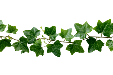 Green ivy vine with detailed leaves on a horizontal branch isolated on a transparent background plant