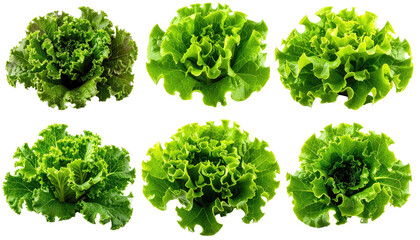 Close-up view of various fresh lettuce heads