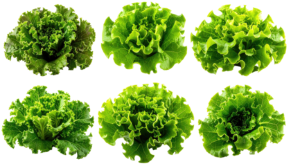 Close-up view of various fresh lettuce heads