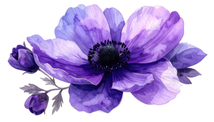 Delicate purple anemone flower illustration