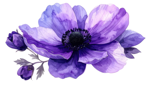 Delicate purple anemone flower illustration