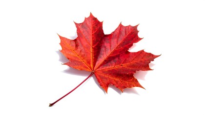 Vibrant autumnal maple leaf, a brilliant crimson, rests against a pure white background, showcasing detailed veins and textures.