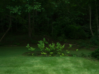 A lush green lawn with a dense cluster of green leafy plants in the center surrounded by dark trees in the background creating a natural outdoor scene