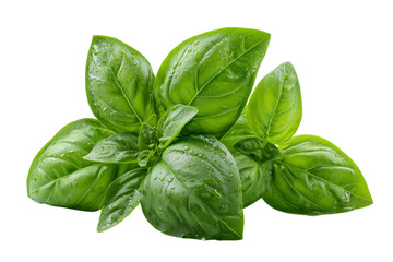 Obraz premium Fresh green basil leaves with water droplets isolated on a transparent background 