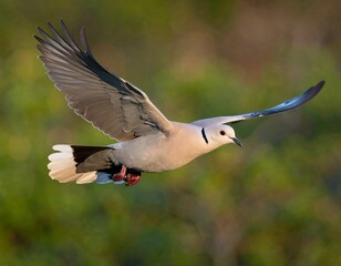 A dove in flight against a blurred green background