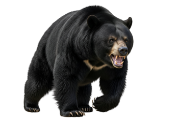 A powerful black bear, displaying a ferocious expression, stands against a stark black background.