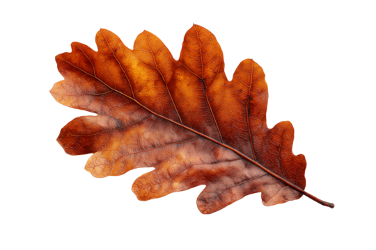 Detailed brown oak leaf with intricate veins and lobed edges isolated on a transparent background autumn - Powered by Adobe