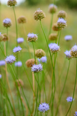 Beautiful sheep's bit flowers (Jasione montana) grow in a meadow.