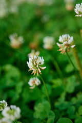 Flower  white clover  blooming in the meadow.