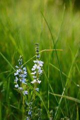 A beautiful veronica flowers in a summer meadow. Veronica prostrata blossoms in meadow.