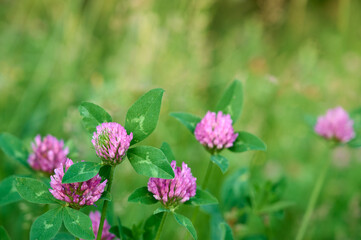 Obraz premium Pink purple flower chamaenerion angustifolium blooming in the meadow.