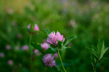 Pink purple flower chamaenerion angustifolium  blooming in the meadow.