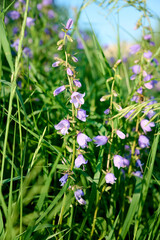 Obraz premium Blue Campanula trachelium blossom in summer meadow.
