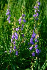 Blue Campanula trachelium blossom in summer meadow.