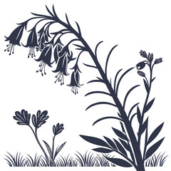 erica carnea on white background 