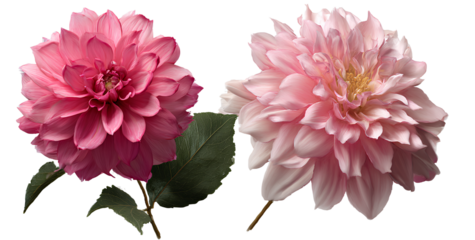 dahlia flower set, pink color isolated on transparent background cutout png vector file for graphic design, png photo ultra realistic high resolution.