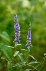 The blue flowers of the veronica. Medicinal, honey and ornamental plant. Veronica longifolia