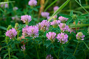 Fototapeta premium Pink purple flower chamaenerion angustifolium blooming in the meadow.