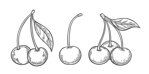 Cherry berries on a white background in engraving style