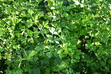 Petroselinum crispum en été au jardin