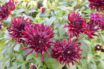 Dahlias Violets Jardin