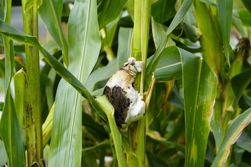 Fototapeta premium Corn smut (Ustilago maydis) is characterized by conspicuous growths on corn plants that initially appear greenish and later turn silvery-gray. Germany.